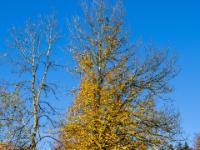 Am Aufstiegsweg leuchtet ein herbstlicher Baum